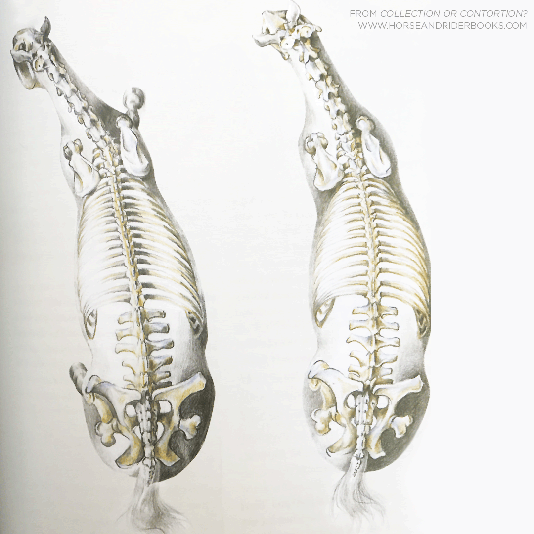 Quick Quiz: Which Horse Is Bending Correctly?