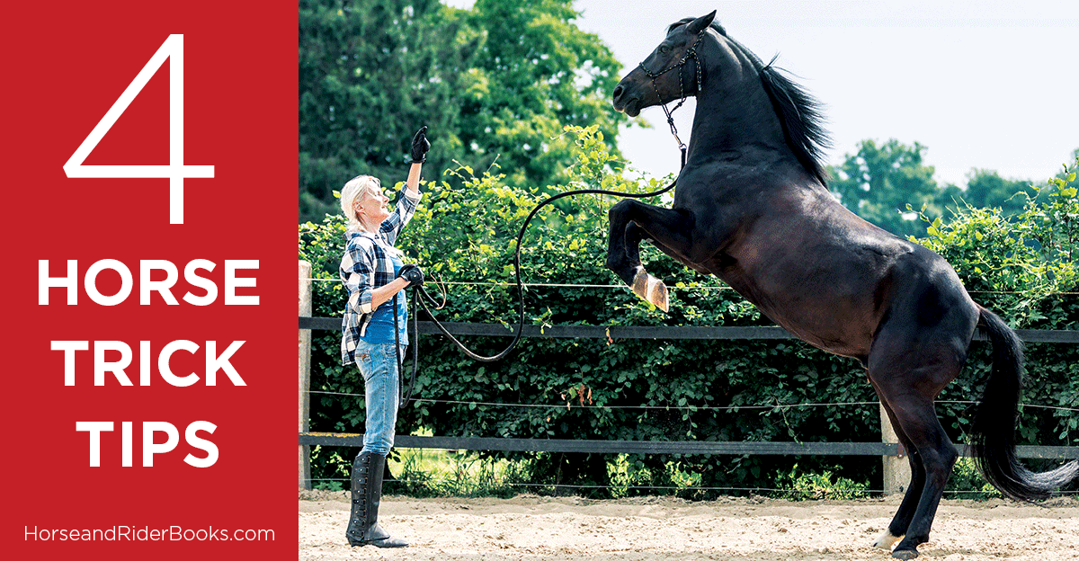 4 Tips for Training Horse Tricks