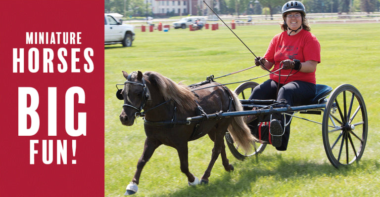 Miniature Horses Are Big Fun!