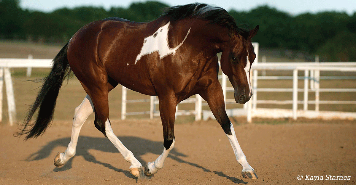 Color Me Happy! There’s a New Guide to Horse Coat Colors in Town