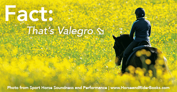6 Ways Top Riders Keep Their Horses Happy, Healthy, and Performing Their Best